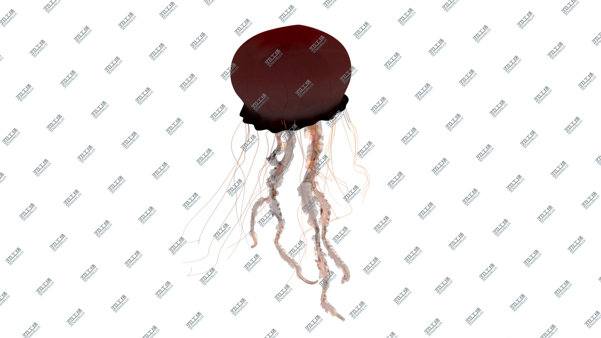 images/goods_img/202105074/JellyFish 3D model/5.jpg
